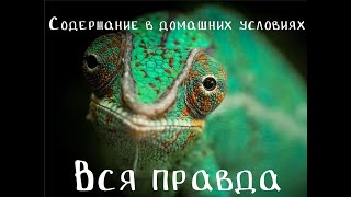 Вся правда о хамелеонах! Всё о содержании.