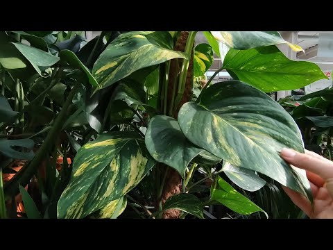 Wideo: Rośliny Kwitnące Na Poboczu Drogi