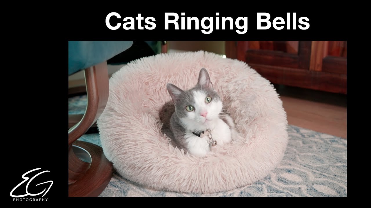 Cats Ringing Bells for Treats YouTube