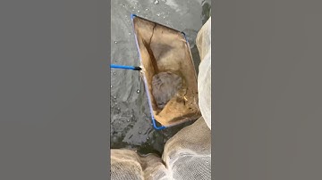 Cá sặc đồng và cá lòng tong xen cá bống tượng nuôi vèo lưới trồng rau thủy canh& nuôi cá #shortvideo