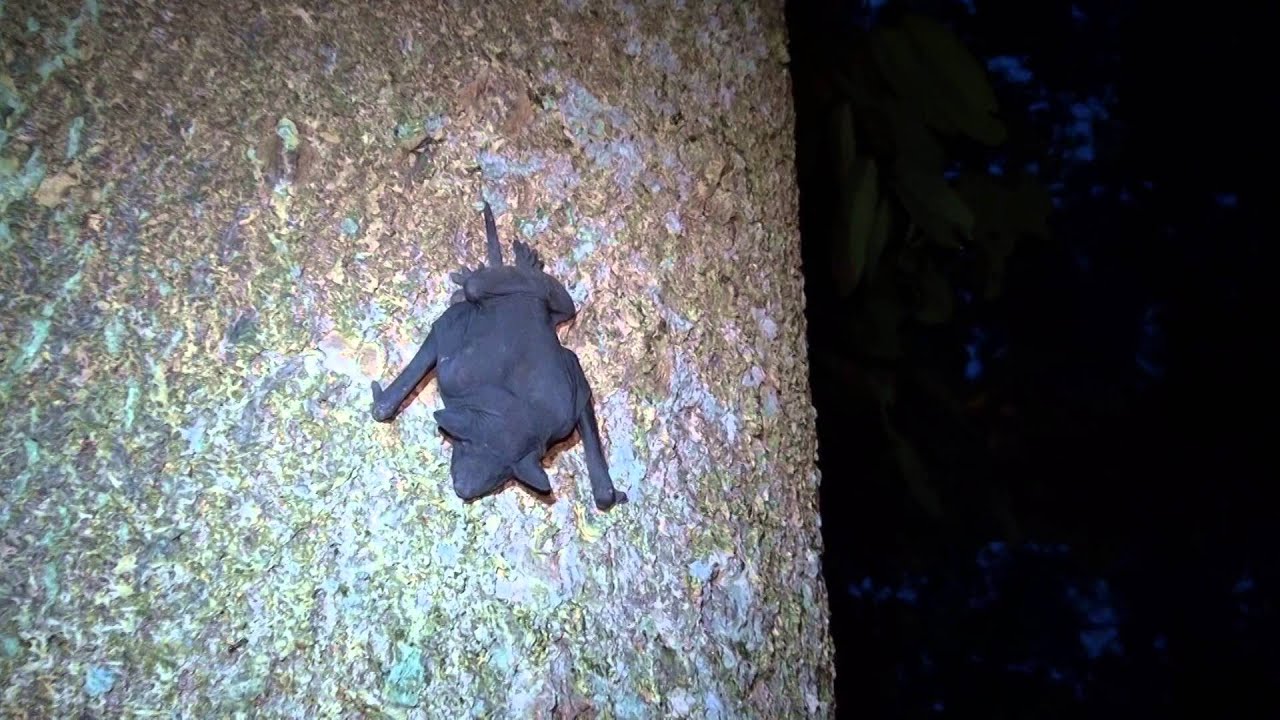 Naked Bulldog Bat (08Apr2014b)