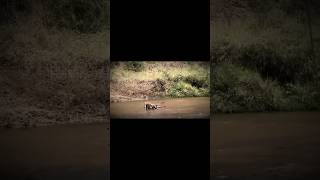 lion attacks herd of wildebeests and Zebras during migration
