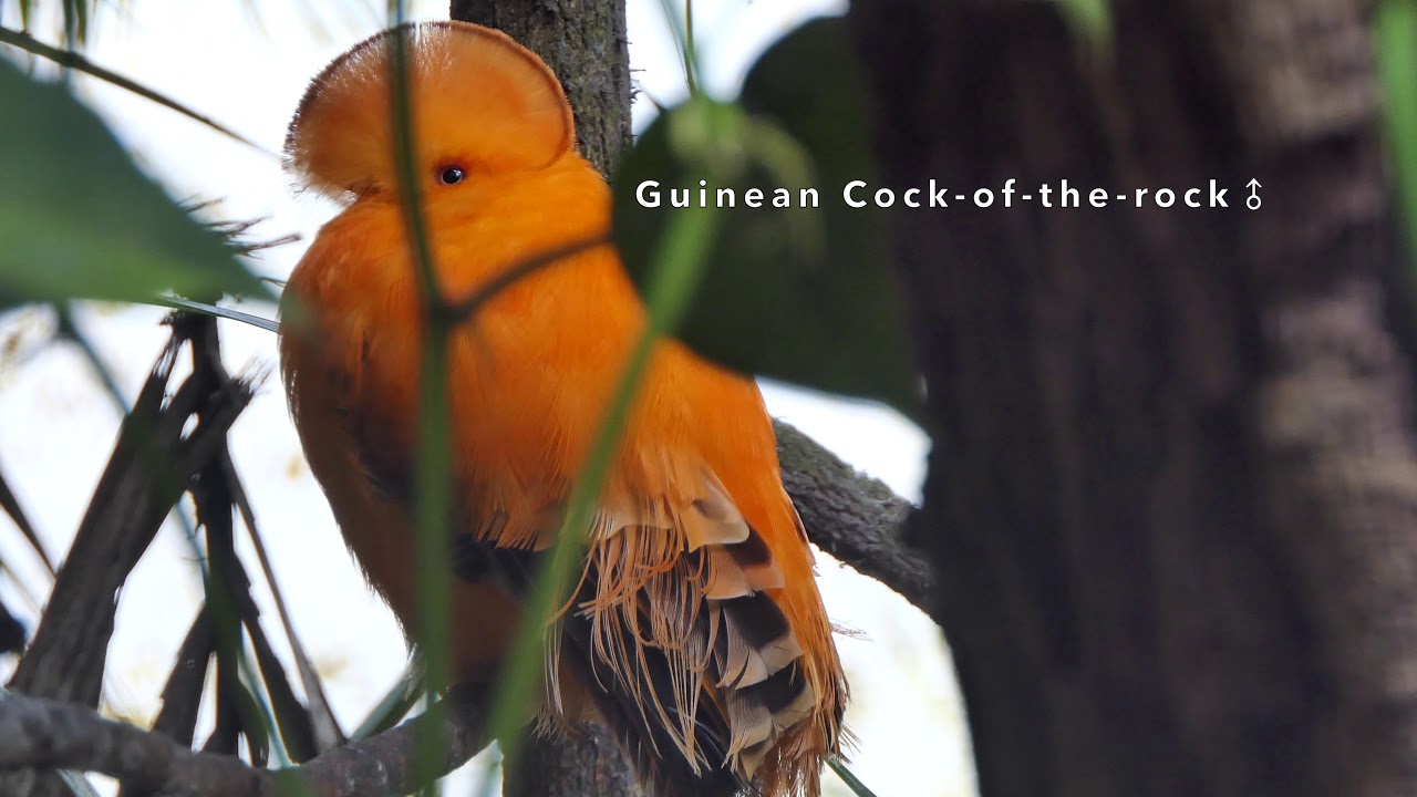 Guianan Cock-of-the-rock ♂ 