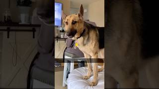 Funny dogs 🐶🐶 episode 177 #shorts