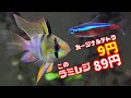 【アクアリウム】カージナルテトラ、1匹9円/低価格だけど良い状態の熱帯魚→マジメな街の熱帯魚店にいました/大切にしたい誠実でメンテは行き届いたアクアリウムショップを紹介します