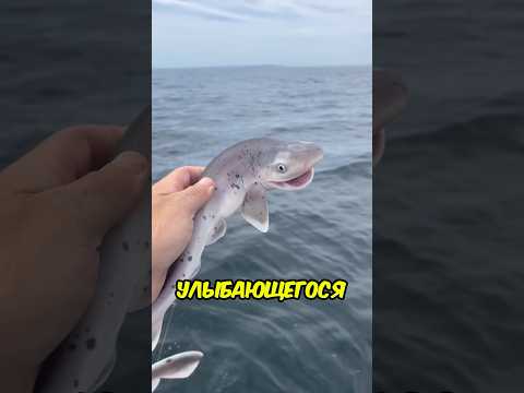 Однажды он выпустил улыбающуюся акулу в море, не ожидая, чем это обернется...😳😭 #shorts