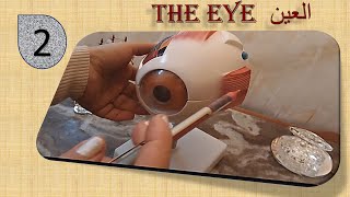 الاحساس واعضاء الحس (2): تركيب العين وألية الأبصار  eye structure, vision sense