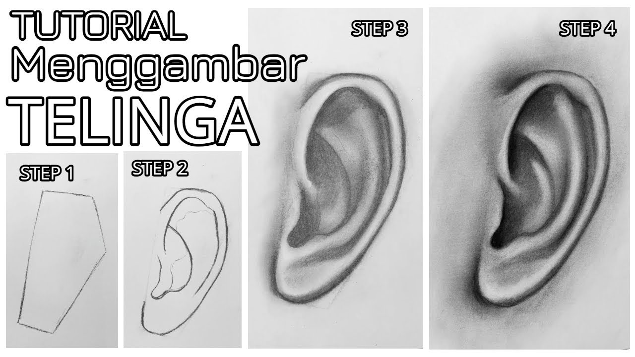 Tutorial Belajar Langkah Langkah Cara Menggambar Telinga 