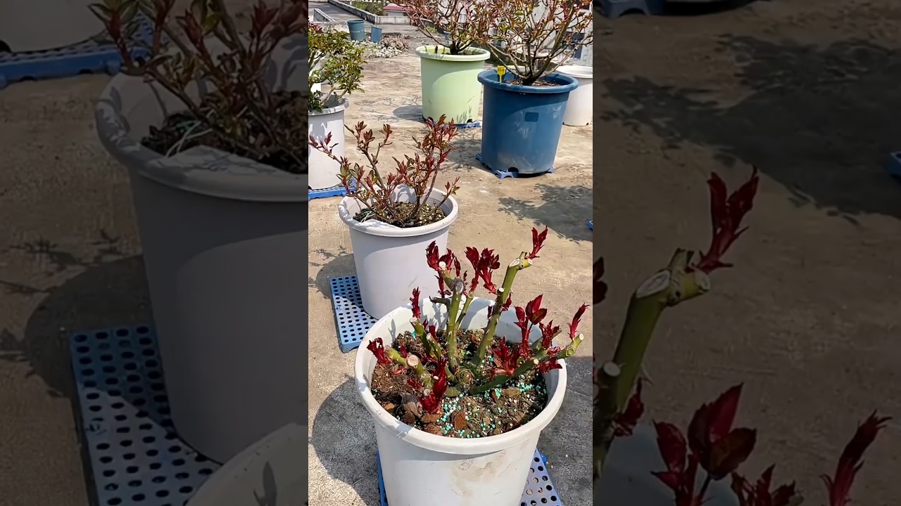 Hard pruning and final amazing result 