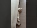 꼭꼭 숨어라.. #munchkin #먼치킨 #반려묘 #쇼파 #숨바꼭질 #cute #cat #pets