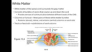Chapter 13 The Spinal Cord, Spinal Nerves, and Somatic Reflexes Micro Lecture 1 Spinal Nerves video
