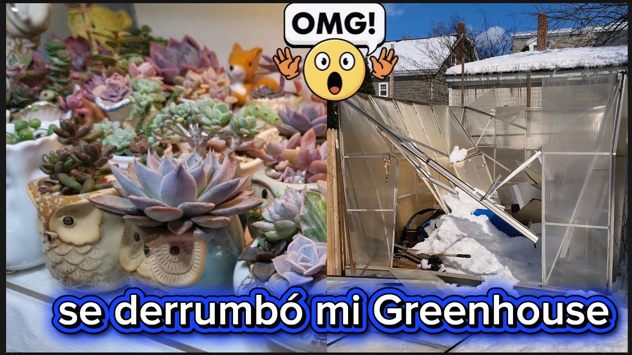 Jardin en miniatura/La tormenta de nieve derrumbó mi Greenhouse 