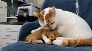 Meet Rico: The Cat Who Became a Vet ❤️🐱