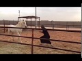 التعامل مع الخيل بلغة الجسد وحركات الجسم.  Body language with an Arabian stallion.