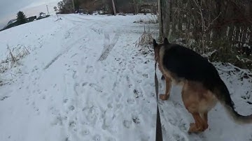 German shepherd on walk part 2. Eros på tur.12.12.2025. welcome to winter land. a little windy today
