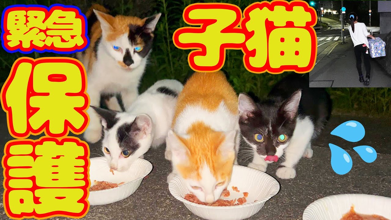 【子猫 母猫 保護】明日大雨予報 交通量も多く危険  子猫逃げ苦戦…捕まえれるか？