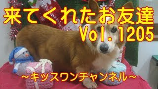 KiSSWann(キッスワン) 詳しくは⇒⇒⇒http://kisswann.com キッスワンは東...