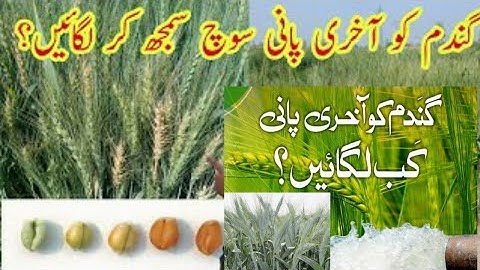 Irrigation management of wheat|Last Irrigation decision in wheat crop|important of last water