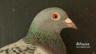 All About Pigeons