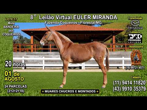 LOTE 17 - 8º LEILÃO VIRTUAL EULER MIRANDA - MUARES CHUCROS E MONTADOS - TV MUARES (19) 997 21 4571