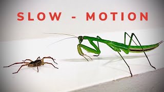 SUPER SLOW MOTION - Mantises Attack Wolf Spiders