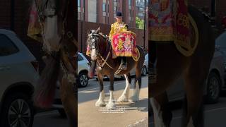 Magnificent DRUM HORSE