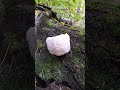 나는자연인이다 🎵 🎵 #버섯#노루궁뎅이#글쿠버섯#산행
