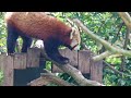 Red Panda