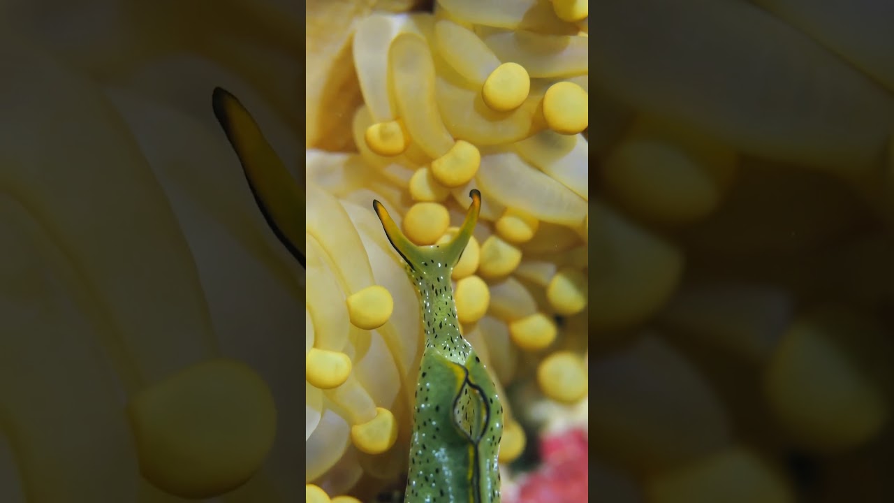 The Sea Slug That Runs on Sunlight🌿✨