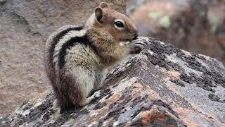 Golden-Mantled Ground Squirrel