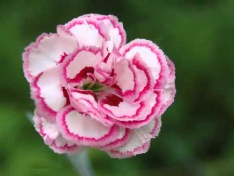 Pink Carnation Flower Wallpaper Set Of Beautiful Picture Collection - 동영상