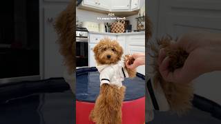 Famous it’s Toy’s bath time! #dog #viral #shorts #bathtime #puppy #dogowner #asmrsounds Net Worth