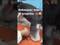 Pro Round Feet Trim Tip for Dog Groomers 🐶