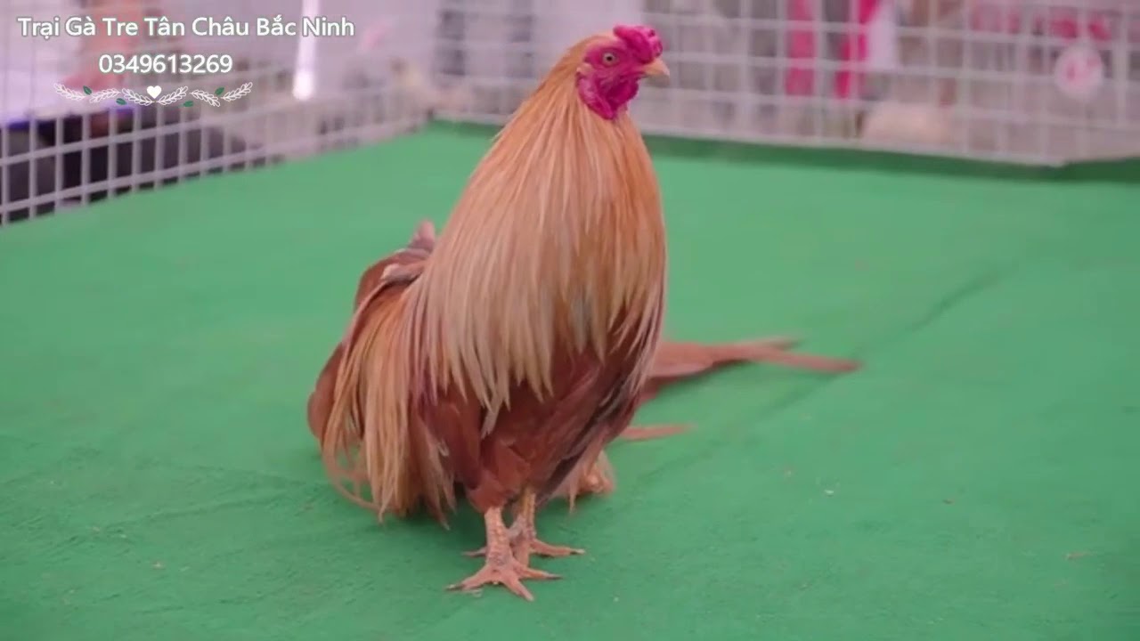 Hội Thi Gà Tre Tân Châu Kiểng Siêu Chất 😍