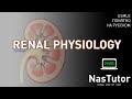 Физиология почек: фильтрация, секреция и ребсорбция | USMLE Step 1 на русском