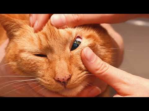 Video: Rotes Auge Bei Katzen