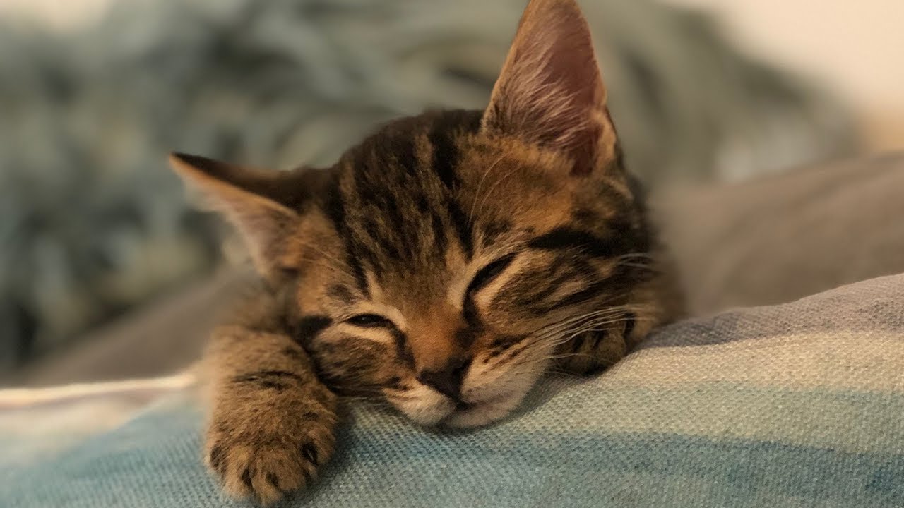 WE ADOPTED A KITTEN