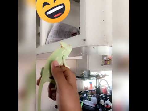 تربية الحرباء لتخلص من الحشرات