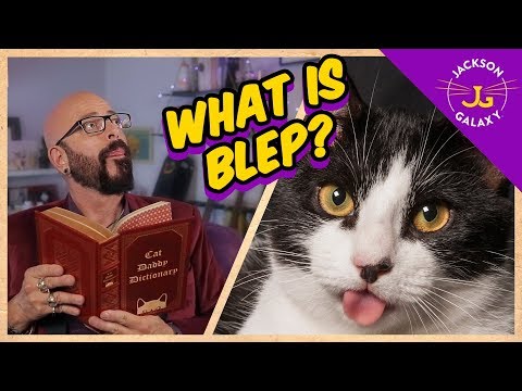 Video: Staat katje in het woordenboek?