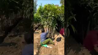 Nursery in Gonda #mangoplants #farming #gardening #mangofarming #trending #naturelovers #ayodhya