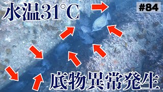 水温31℃！お風呂と化した海の中ではイシダイが異常発生していた【素潜り】【魚突き】