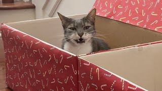 cats take the naughty or nice challenge by Jennifer Morales - Feline Films 367 views 4 months ago 2 minutes, 7 seconds