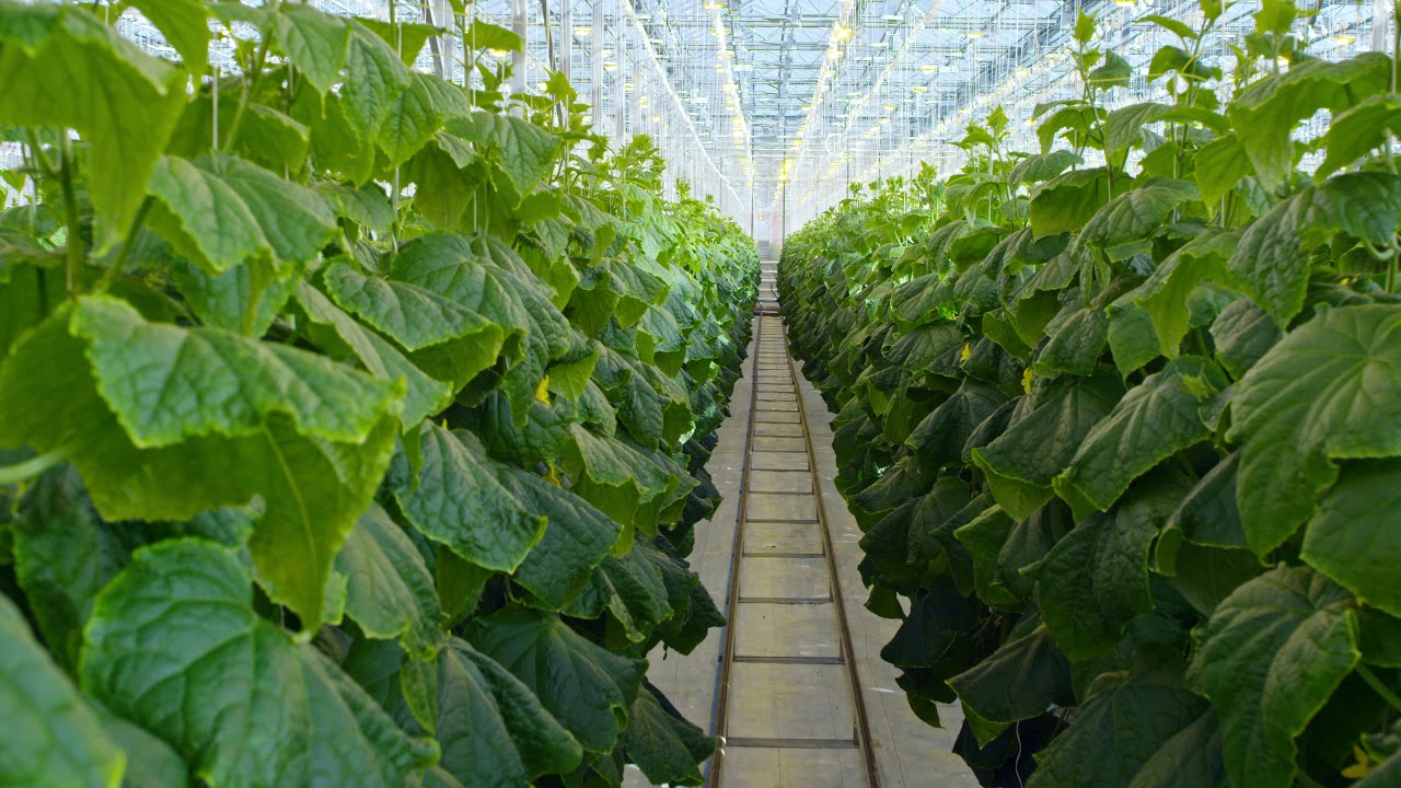 Cucumber plants growing in hydroponic beds in industrial greenhouse