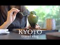 旅行vlog/京都2泊3日食べてばかりの旅/夫婦旅行/週末の過ごし方/Kyoto travel vlog in Japan