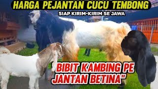 Download Lagu UPDATE HARGA BIBIT KAMBING PE KALIGESING – JANTAN \u0026 BETINA HARI INI 2025 MP3