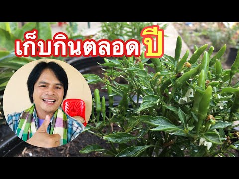 เผย! วิธีปลูกพริกไว้กินเอง สำหรับชาวหอ,ชาวคอนโด | เกษตรกรชาวบ้าน