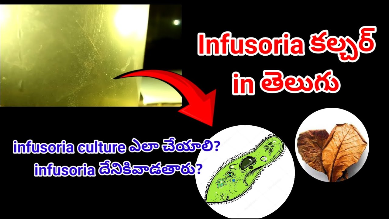 How to culture infusoria / infusoria ని ఇంట్లోనే కల్చర్ చేయడం ఎలా? కేవలం ( Dry Almond leaf )తో