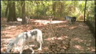 Wolf Wilderness