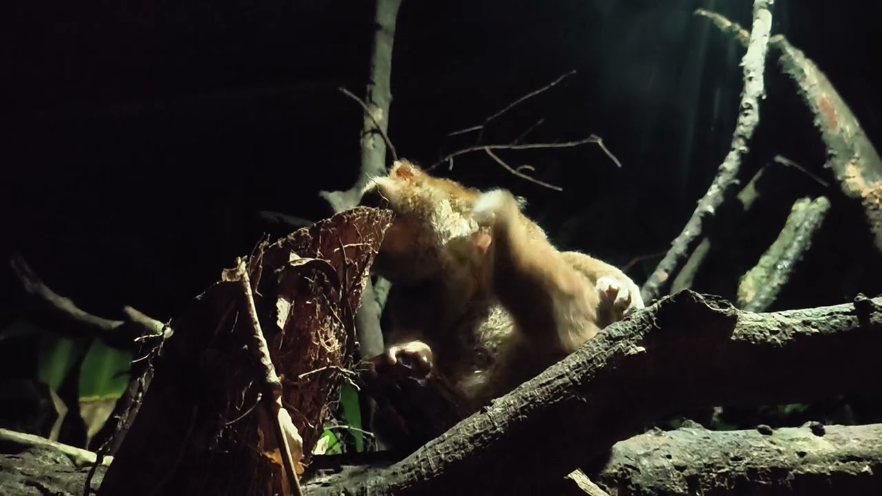 Night Safari Singapore: Sunda Slow Loris (Leopard Trail)