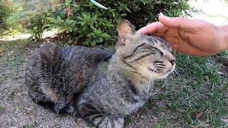 公園にいた野良猫をナデナデしたらゴロゴロ喜んでスリスリしてきた